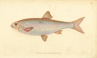 Dace, Leuciscus leuciscus (Cyprinus leuciscus).エドワード・ドノヴァンが、ロンドンのDonovan and F.C. and J. Rivington社の『Natural History of British Fishes』から描いて彫った手彩色の銅版画。