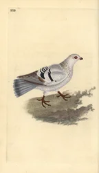 家禽のハト、Columba livia domestica。エドワード・ドノバンがロンドンで出版された自作の「英国鳥類自然史」から描いて彫った手彩色の銅版画。