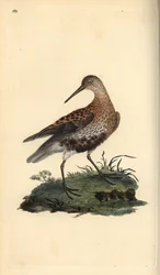 ダンリン（Calidris alpina）。エドワード・ドノバンがロンドンで出版した自作の「英国鳥類博物誌」から描いて彫った手彩色の銅版画。