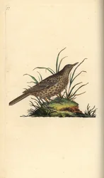 Dusky lark, Pinarocorys nigricans.エドワード・ドノバンがロンドンで出版した「英国鳥類博物誌」から描いて彫った手彩色の銅版画。