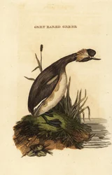 耳付きのカイツブリまたは角付きのカイツブリ、成鳥、Podiceps auritus