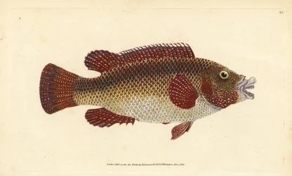 東大西洋産クジャクベラ、Symphodus tinca（古いベラまたは老女、Labrus tinca）。エドワード・ドノヴァンが『Natural History of British Fishes』、DonovanおよびF.C.とJ. Rivington、ロンドンのために描き彫版した手彩色銅版画