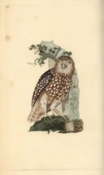 Eurasian Pygmy Owl, Glaucidium passerinum.エドワード・ドノバンがロンドンで出版した自作の「英国鳥類博物誌」から描いて彫った手彩色の銅版画。