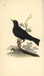 クロウタドリ、Turdus merula。エドワード・ドノヴァンが自著『英国鳥類博物誌』のために描画・銅版彫刻した手彩色銅版画、ロンドン