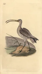 Eurasian curlew, Numenius arquata.エドワード・ドノバンがロンドンで出版した「英国鳥類博物誌」から描いて彫った手彩色の銅版画。