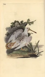 ユーラシアヤマシギ、白い足、Scolopax rusticola。エドワード・ドノヴァンが自著『Natural History of British Birds』、ロンドンのために描き彫版した手彩色銅版画