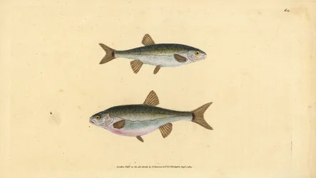 ユーラシア大陸のミノー、Phoxinus phoxinus（ミノウ、Cyprinus phoxinus）。エドワード・ドノバンが、ロンドンのDonovan and F.C. and J. Rivington社の『Natural History of British Fishes』から描いて彫った手彩色の銅版画。