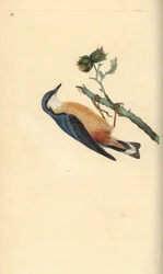 ヘーゼルナッツ（Corylus avellana）の木の上にいるゴジュウカラ（Sitta europaea）。エドワード・ドノバンがロンドンで出版された自作の「英国鳥類博物誌」から描いて彫った手彩色の銅版画。