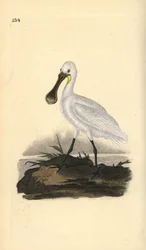 ユーラシア大陸のヘラサギ（Platalea leucorodia）。エドワード・ドノバンがロンドンで出版した自作の「英国鳥類博物誌」から描いて彫った手彩色の銅版画。
