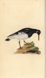 Eurasian oystercatcher, Haematopus ostralegus.エドワード・ドノバンがロンドンで出版された自作の「英国鳥類博物誌」から描いて彫った手彩色の銅版画。