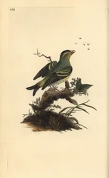 Eurasian siskin, Carduelis spinus.エドワード・ドノバンがロンドンで出版した「英国鳥類博物誌」から描いて彫った手彩色の銅版画。