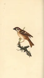 Eurasian tree sparrow, Plier montanus.エドワード・ドノバンがロンドンで出版した自作の「英国鳥類博物誌」から描いて彫った手彩色の銅版画。