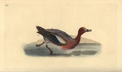 Eurasian wigeon, Anas penelope.エドワード・ドノバンがロンドンで出版した「英国鳥類博物誌」から描いて彫った手彩色の銅版画。