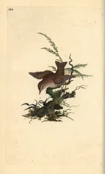 ミソサザイ、Tologodytes troglodytes。エドワード・ドノヴァンが自作の『英国鳥類博物誌』（1794-1819）から描いて彫った手彩色の銅版画。エドワード・ドノヴァン（1768-1837）は、アングロ・アイリッシュのアマチュア動物学者であり、作家、芸術家、彫刻家でもありました。