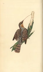 Eurasian wryneck, Jynx torquilla.エドワード・ドノバンがロンドンで出版した自作の「英国鳥類博物誌」から描いて彫った手彩色の銅版画。