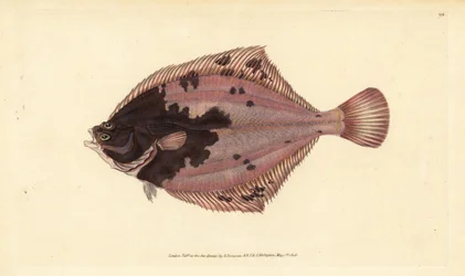 ヨーロッパのヒラメ、Platichthys flesus（ヒラメ、Pleuronectes flesus）。エドワード・ドノバンが、ロンドンのDonovan and F.C. and J. Rivington社の『Natural History of British Fishes』から描いて彫った手彩色の銅版画。