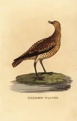 ヨーロッパのゴールデン・チドリ（Pluvialis apricaria）。