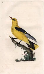 ヨーロッパのロリオット。Oriolus oriolus（Oriolus galbula）。エドワード・ドノヴァン（1768-1837）による銅版画、Histoire naturelle des oiseaux britanniques, Londonに掲載。