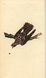 ヨーロピアン・ナイトジャー（Caprimulgus europaeus）。エドワード・ドノバンがロンドンで出版した自作の「英国鳥類博物誌」から描いて彫った手彩色の銅版画。
