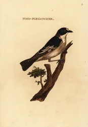 ヨーロッパのヒタキ、Ficedula hypoleuca