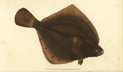 ヨーロピアン・プレウロネクテス・プレートサエドワード・ドノバンがイギリスの魚類の自然史から描いて彫った手彩色の銅版画、ドノバンとF.C.とJ.リヴィントン、ロンドン
