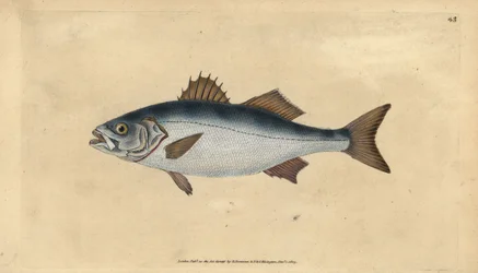 European seabasss, Dicentrarchus labrax (Basse, Perca labrax).エドワード・ドノバンが、ロンドンのDonovan and F.C. and J. Rivington社の『Natural History of British Fishes』から描いて彫った手彩色の銅版画。