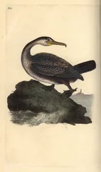 ヨーロッパオオコノハズク（Phalacrocorax aristotelis）。エドワード・ドノバンがロンドンで出版された自作の「英国鳥類自然史」から描いて彫った手彩色の銅版画