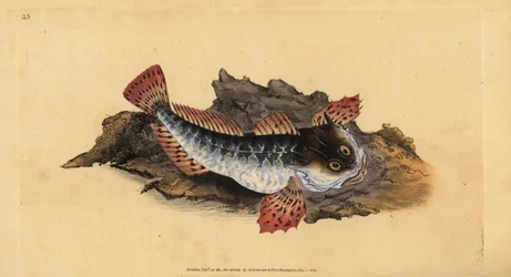 Father lasher or sea scorpion, Myoxocephalus scorpius (Cottus scorpius).エドワード・ドノバンが、ロンドンのDonovan and F.C. and J. Rivington社の『Natural History of British Fishes』から描いて彫った手彩色の銅版画。
