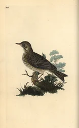ヒバリ（Alauda minor）（またはキクイタダキ（Anthus trivialis）？エドワード・ドノヴァンがロンドンで出版された自作の「英国鳥類博物誌」から描いて彫った手彩色の銅版画。