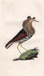ファイターは様々。フィロマカス・プグナックス（トリンガ・プグナックス）。エドワード・ドノヴァン(1768-1837)による銅版画、Histoire naturelle des oiseaux britanniques, Londonに掲載。