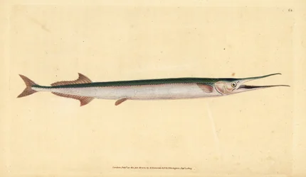 ガーフィッシュまたは海の針、Belone belone（海のパイクまたはガーフィッシュ、Esox belone）。エドワード・ドノヴァンが、ロンドンのDonovan and F.C. and J. Rivington社の『Natural History of British Fishes』から描いて彫った手彩色の銅版画。