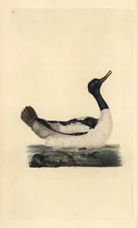 グーザンダー（Mergus merganser）。エドワード・ドノバンがロンドンで出版した自作の「英国鳥類博物誌」から描いて彫った手彩色の銅版画。