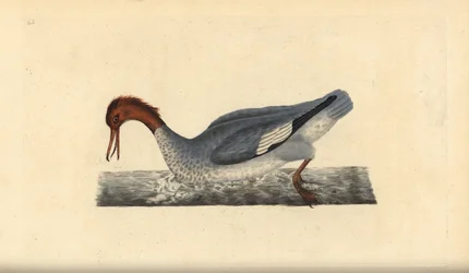 グーザンダー（Mergus merganser）、メス。エドワード・ドノバンがロンドンで出版した自作の「英国鳥類博物誌」から描いて彫った手彩色の銅版画。