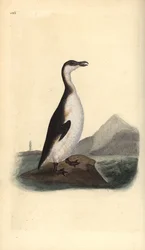 1844年に卵の収集家によって狩り尽くされて絶滅したオオタカ（Pinguinus impennis）。エドワード・ドノバンがロンドンで出版された自作の「英国鳥類博物誌」から描いて彫った手彩色の銅版画。