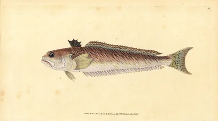 Greater weever, Trachinus draco（大ウィーバーまたはスティングブル、Trachinus major）。エドワード・ドノバンが『Natural History of British Fishes』（Donovan and F.C. and J. Rivington, London）から描いて彫った手彩色の銅版画。