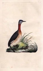 鳰の元気な姿。Podiceps grisegena（Podiceps ruficollis）。エドワード・ドノヴァン（1768-1837）による銅版画、Histoire naturelle des oiseaux britanniques, Londonに掲載されたもの。
