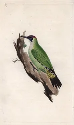 アオゲラ。Picus viridis.エドワード・ドノヴァン(1768-1837)による銅版画、Histoire naturelle des oiseaux britanniques, Londonに掲載。