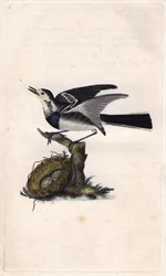 グレイ・ベルジュロンネットMotacilla alba.エドワード・ドノヴァン(1768-1837)による銅版画、Histoire naturelle des oiseaux britanniques, Londonに掲載。