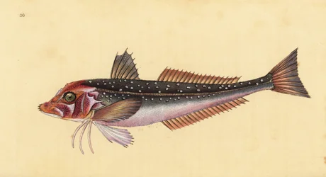 グレイガーナード、Eutrigla gurnardus（Trigla gurnardus）。エドワード・ドノヴァンが、ロンドンのDonovan and F.C. and J. Rivington社の『Natural History of British Fishes』から描いて彫った手彩色の銅版画。