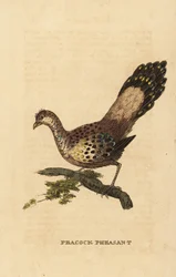 灰色のクジャク・キジ、Polyplectron bicalcaratum