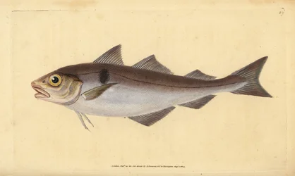 ハドック、Melanogrammus aeglefinus（Gadus aeglefinus）。傷つきやすい。エドワード・ドノバンが、ロンドンのDonovan and F.C. and J. Rivington社の『Natural History of British Fishes』から描いて彫った手彩色の銅版画。