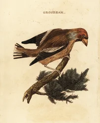 Hawfinch, Coccothraustes coccothraustes