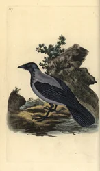 ハシボソガラス（Corvus cornix）。エドワード・ドノバンがロンドンで出版された自作の「英国鳥類自然史」から描いて彫った手彩色の銅版画。
