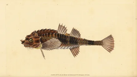 Hooknose, Agonus cataphractus (Pogge or armed bull-head, Cottus cataphractus).エドワード・ドノバンが、ロンドンのDonovan and F.C. and J. Rivington社の『Natural History of British Fishes』から描いて彫った手彩色の銅版画。
