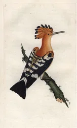 Huppe fasciee.ウプパ・エポプス。エドワード・ドノヴァン（1768-1837）による銅版画、Histoire naturelle des oiseaux britanniques, Londonに掲載。