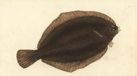 レモンシタビラメ、Microstomus kitt（スモールヘッドまたはスミアダブ、Pleuronectes microcephalus）。エドワード・ドノバンが、ロンドンのDonovan and F.C. and J. Rivington社の『Natural History of British Fishes』から描いて彫った手彩色の銅版画。