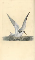 小アジサシ、Sternula albifrons。エドワード・ドノバンがロンドンで出版した「英国鳥類博物誌」から描いて彫った手彩色の銅版画。