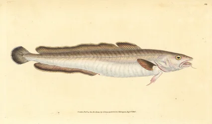 アイナメ、Molva molva（Gadus molva）。エドワード・ドノバンが、ロンドンのDonovan and F.C. and J. Rivington社の『Natural History of British Fishes』から、手書きで描いて彫った色付き銅版画。