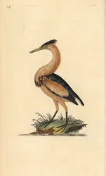 リトルビターン（Ixobrychus minutus）。エドワード・ドノバンがロンドンで出版した自作の「英国鳥類博物誌」から描いて彫った手彩色の銅版画。