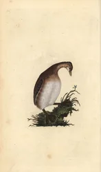 鳰鳥（におどり）、Tachybaptus ruficollis。エドワード・ドノバンがロンドンで出版した「英国鳥類博物誌」から描いて彫った手彩色の銅版画。